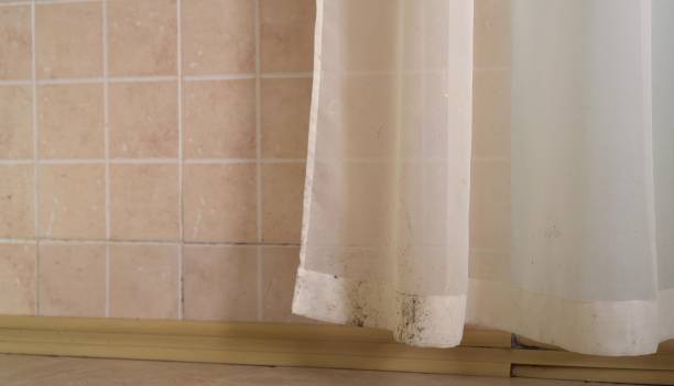 Mold Removal for HVAC Installations in Phillipsburg, GA