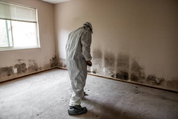 Best Mold Remediation for Healthcare Facilities  in Phillipsburg, GA